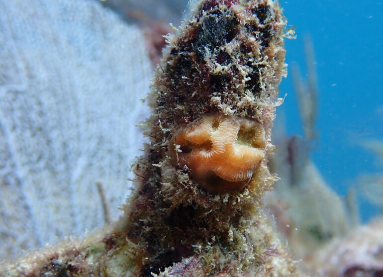 Propagated corals reveal increased resistance to bleaching across ...