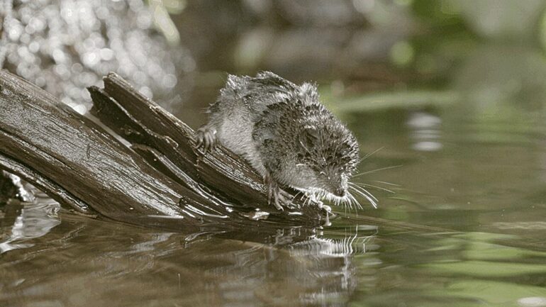 Protein study reveals how the tiny shrew achieves a resting heart ...