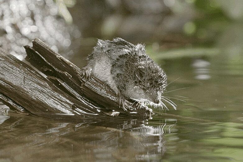 Protein study reveals how the tiny shrew achieves a resting heart ...