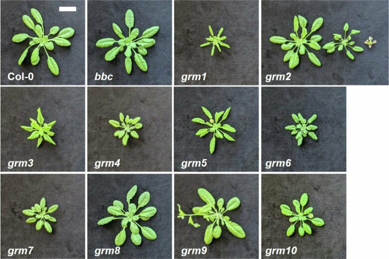 Research points to a potential new ally in the fight against plant ...