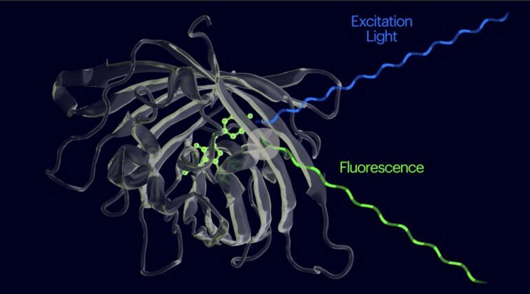 Researchers develop molecular biosensors that only light up upon ...