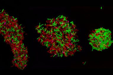 Researchers develop new technique to watch microbial populations ...