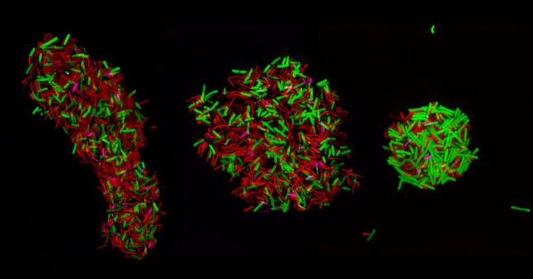 Researchers develop new technique to watch microbial populations ...