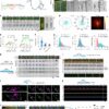 Researchers identify novel endocytic recycling mechanism with ...