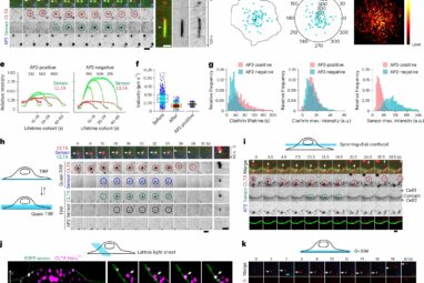 Researchers identify novel endocytic recycling mechanism with ...