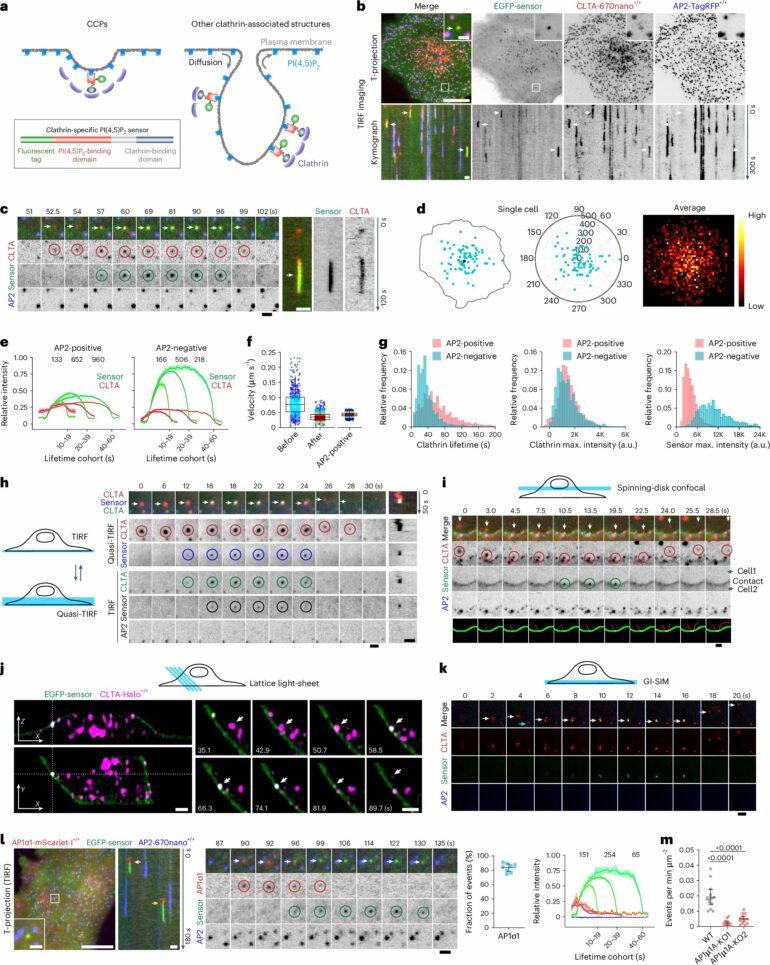 Researchers identify novel endocytic recycling mechanism with ...