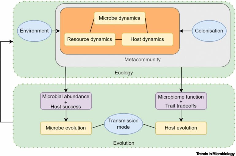 Researchers propose mechanistic framework to explain complex ...