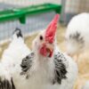 Review shows bird flu control strategies 'not working': Gaps in ...