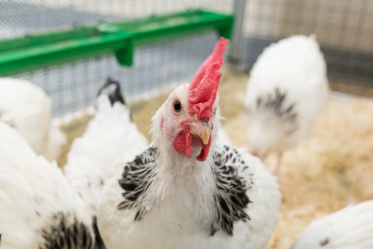 Review shows bird flu control strategies 'not working': Gaps in ...