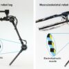 Robot leg powered by artificial muscles outperforms conventional ...