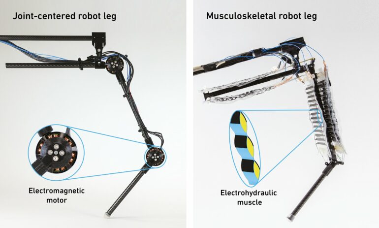 Robot leg powered by artificial muscles outperforms conventional ...