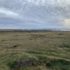 Rugged Falklands landscape was once a lush rainforest, researchers say