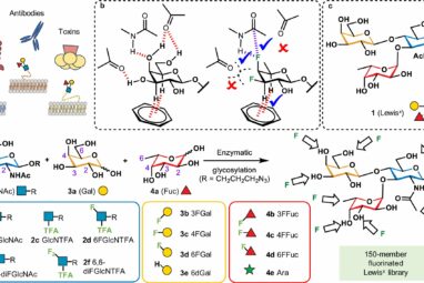 Scientists develop artificial sugars to enhance disease diagnosis ...