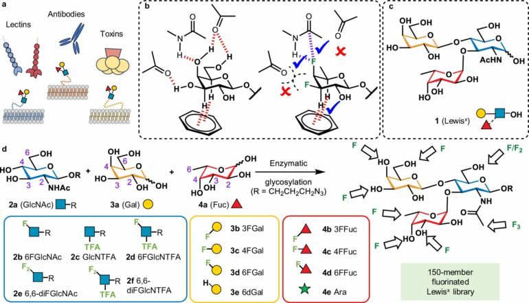 Scientists develop artificial sugars to enhance disease diagnosis ...