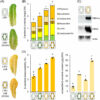 Scientists develop super golden lettuce that's richer in vitamin A