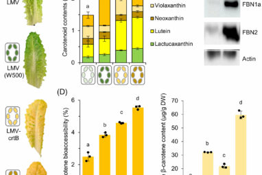 Scientists develop super golden lettuce that's richer in vitamin A