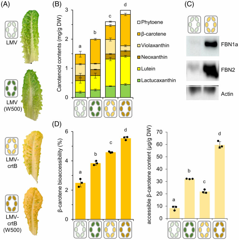 Scientists develop super golden lettuce that's richer in vitamin A