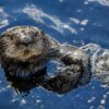 Scientists discover crude oil decimates sea otter buoyancy