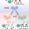 Scientists discover molecular mechanism that plays key role in ...