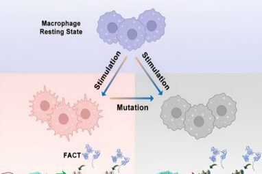 Scientists discover molecular mechanism that plays key role in ...