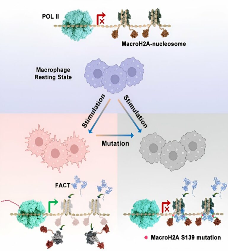 Scientists discover molecular mechanism that plays key role in ...