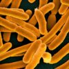 Scientists identify 18 bacterial strains to treat antibiotic ...