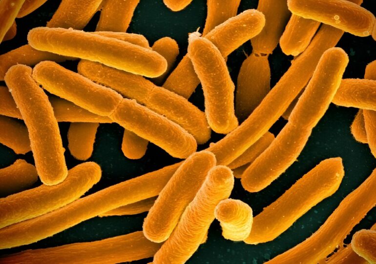 Scientists identify 18 bacterial strains to treat antibiotic ...