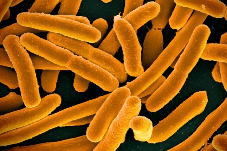 Scientists identify 18 bacterial strains to treat antibiotic ...