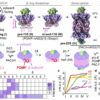 Scientists identify structural basis of stitched-together protein ...