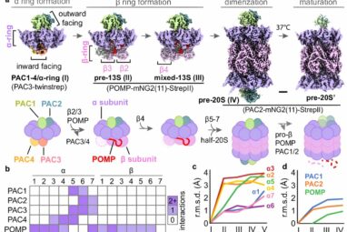 Scientists identify structural basis of stitched-together protein ...