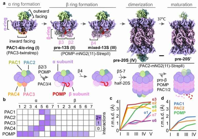 Scientists identify structural basis of stitched-together protein ...