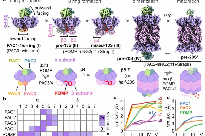 Scientists identify structural basis of stitched-together protein ...