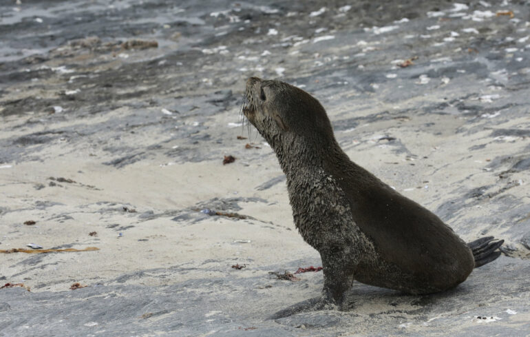 Scientists in South Africa say they have identified the first ...