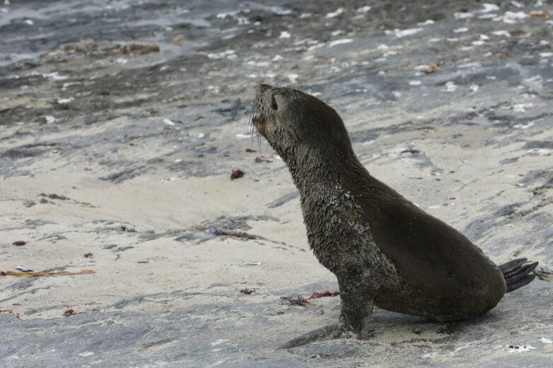 Scientists in South Africa say they have identified the first ...