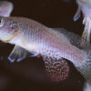 Scientists uncover a critical component that helps killifish ...