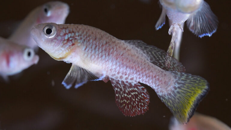 Scientists uncover a critical component that helps killifish ...