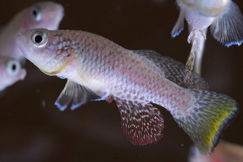 Scientists uncover a critical component that helps killifish ...