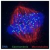 Scientists uncover mechanism preserving centromere during cell ...