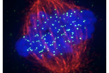 Scientists uncover mechanism preserving centromere during cell ...