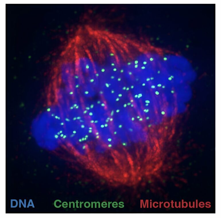 Scientists uncover mechanism preserving centromere during cell ...