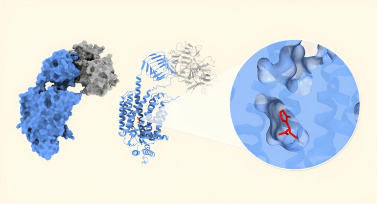 Scientists uncover structural secrets of antiepileptic drugs