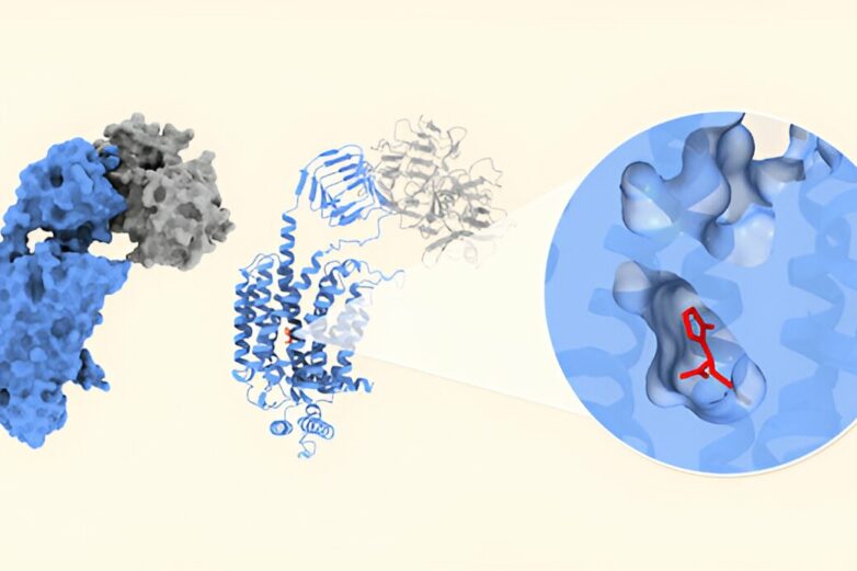 Scientists uncover structural secrets of antiepileptic drugs