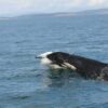 Scientists unearth key clues to cuisine of resident killer whale ...