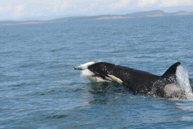 Scientists unearth key clues to cuisine of resident killer whale ...