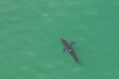 Scientists use drones to track white sharks along California beaches