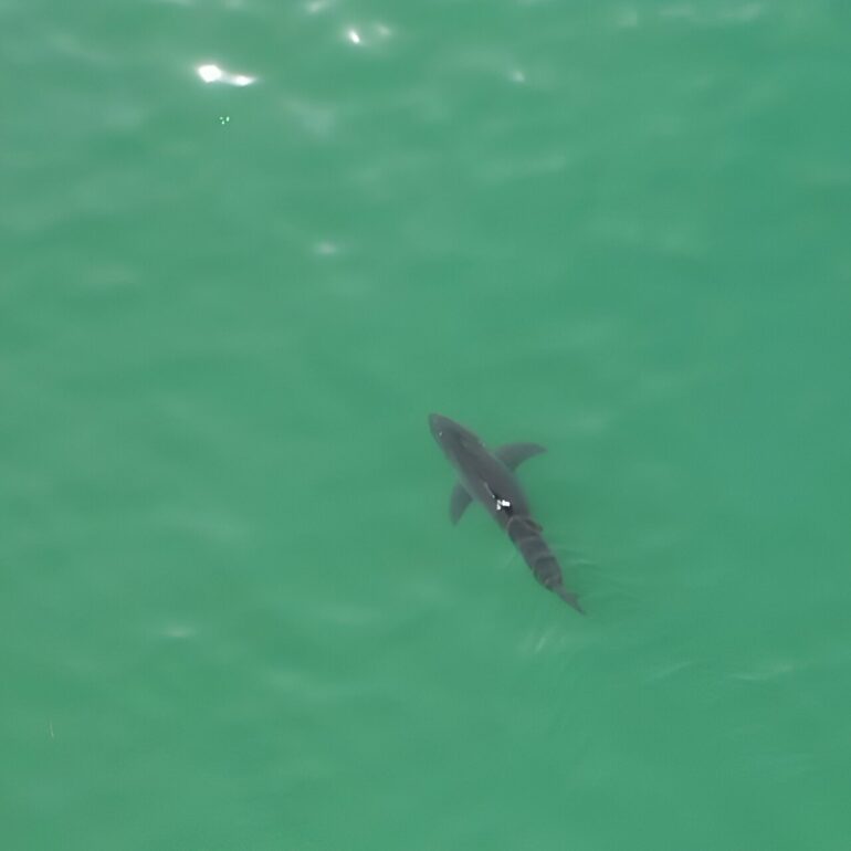 Scientists use drones to track white sharks along California beaches