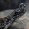 'Scuba-diving' lizards use bubble to breathe underwater and avoid predators