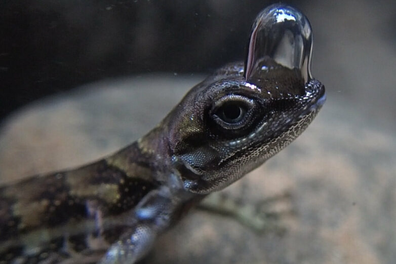 'Scuba-diving' lizards use bubble to breathe underwater and avoid predators