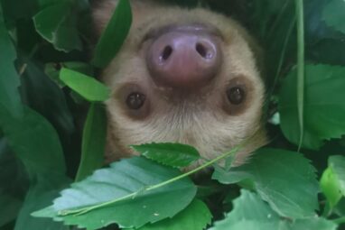 Sloth survival under threat due to climate change, study finds