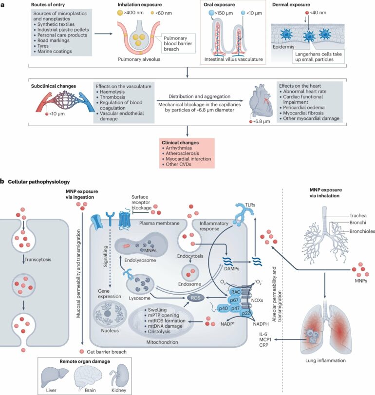 Soil and water pollution: An invisible threat to cardiovascular health